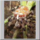 Araneus quadratus - Vierfleck-Kreuzspinne w06.jpg